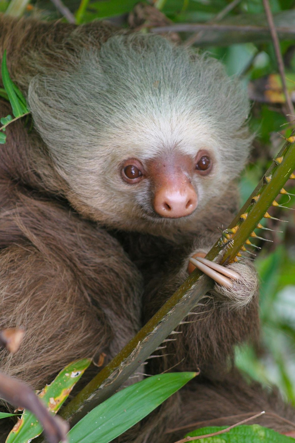 Costa Rica